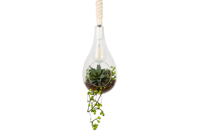 SWAN LIGHTING BOTANIC HANGING LIGHT with FAKEGREEN